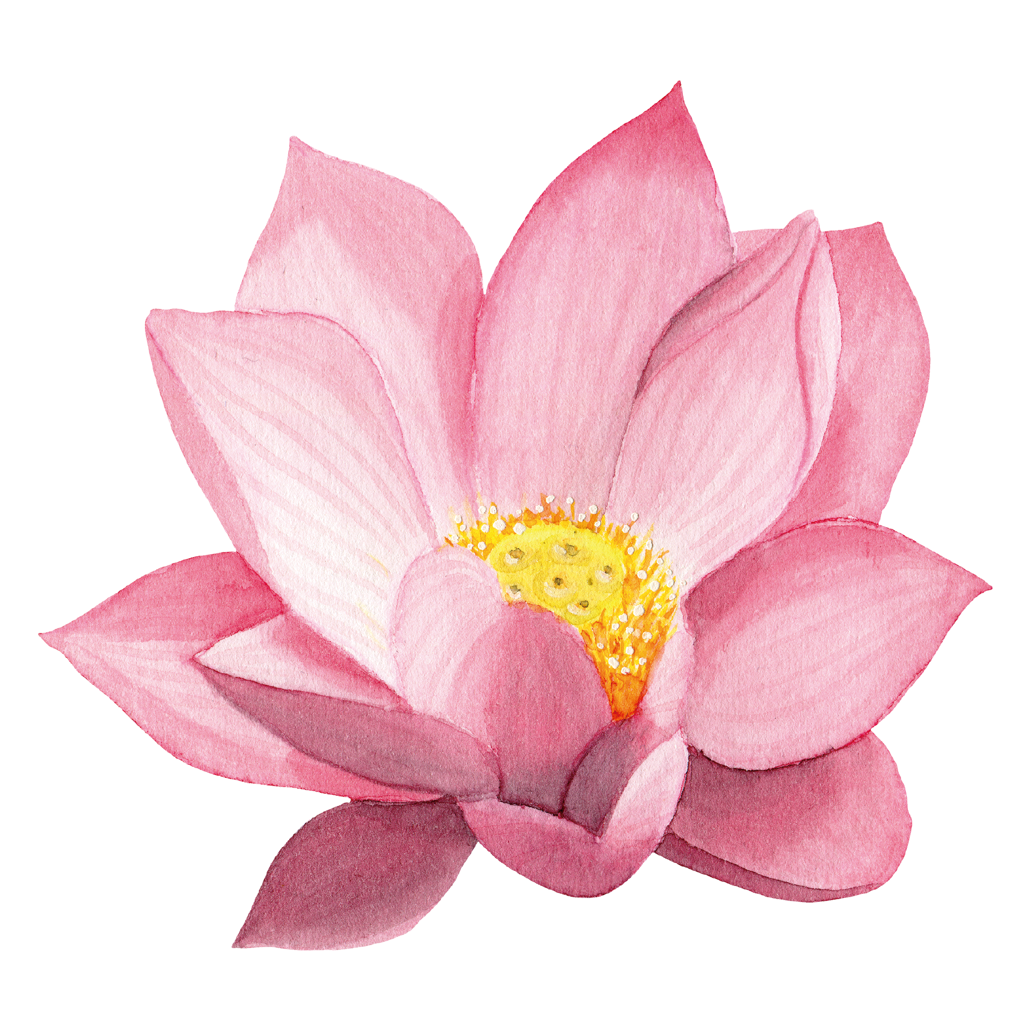 —Pngtree—illustration lotus watercolor great heat_3809153
