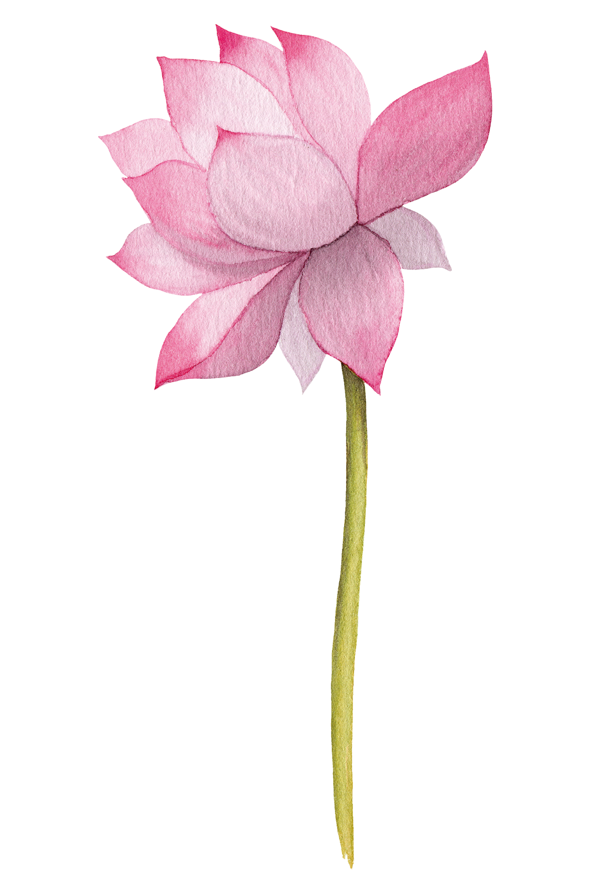 —Pngtree—illustration lotus watercolor hand painted_3809152 copy2