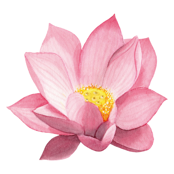 —Pngtree—illustration lotus watercolor great heat_3809153